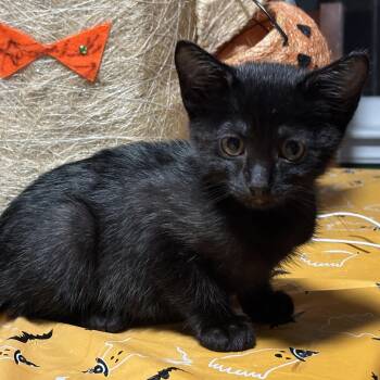 Rescue Domestic Short Hair Cats for Adoption in UNIVERSITY PA, Maryland - Eclipse | PetCurious