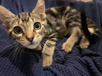 Tiger -  Tabby Cat for Adoption in Los Angeles, California - Tiger | PetCurious
