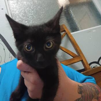 Middle Earth -  Domestic Short Hair Cat for Adoption in Titusville, Florida - Middle Earth | PetCurious
