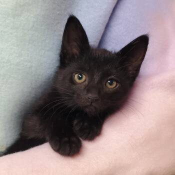 Mocha -  Domestic Short Hair Cat for Adoption in Marseilles, Illinois - Mocha | PetCurious