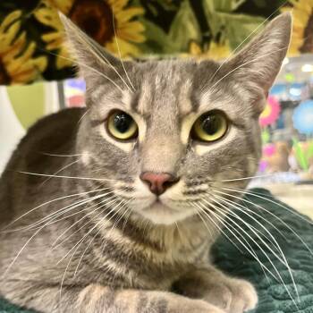 Domestic Short Hair Cats Available for Adoption in Temecula, California - Moonstone | PetCurious