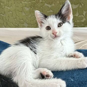 Charlotte -  Domestic Short Hair Cat Available for Adoption in St. George, Utah - Charlotte | PetCurious