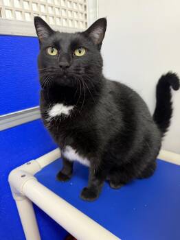 Duchess -  Domestic Short Hair Cat for Adoption in Dunkirk, New York - Duchess | PetCurious