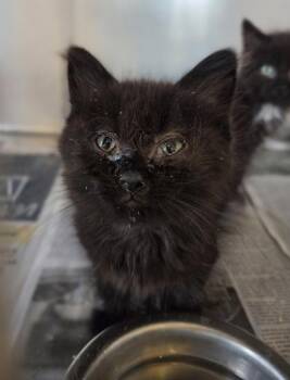 Porkchop -  Domestic Short Hair Cat for Adoption in Westland, Michigan - Porkchop | PetCurious