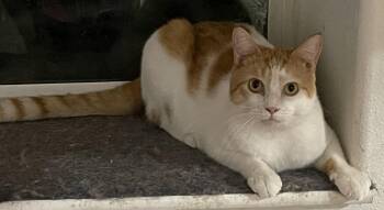 Rescue Domestic Short Hair Cats for Adoption in Ronan, Montana - Maverick | PetCurious