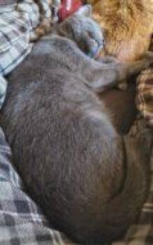 Bluey -  Domestic Short Hair Cat for Adoption in West Chester, Pennsylvania - Bluey | PetCurious