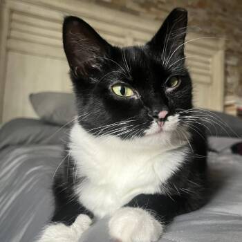 Adidas -  Domestic Medium Hair Cat for Adoption in Gibsonia, Pennsylvania - Adidas | PetCurious
