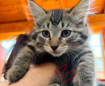 Bella -  Domestic Long Hair Cat for Adoption in Cloquet, Minnesota - Bella | PetCurious