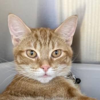 Domestic Short Hair Cats Available for Adoption in Lansing, Michigan - Muddles | PetCurious