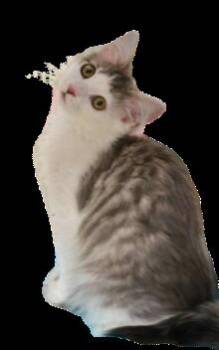 PAISLEY -  Domestic Long Hair Cat for Adoption in Northfield, Ohio - PAISLEY | PetCurious