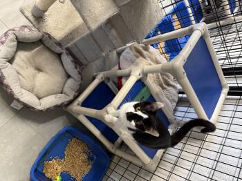 Rescue Domestic Short Hair Cats for Adoption in Hoopeston, Illinois - Snoozie | PetCurious