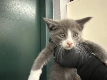 A1924584 -  Domestic Short Hair Cat for Adoption in Thousand Palms, California - A1924584 | PetCurious