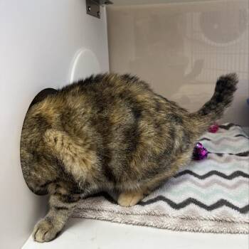 Domestic Short Hair Cats Available for Adoption in Salt Lake City, Utah - Nubbins | PetCurious