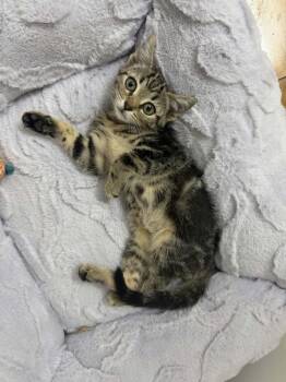 Stitch -  Domestic Short Hair Cat for Adoption in Kannapolis, North Carolina - Stitch | PetCurious