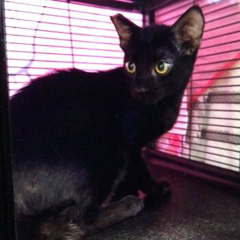 Crook -  American Bobtail Cat for Adoption in New Orleans, Louisiana - Crook | PetCurious