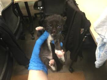 Domestic Short Hair Cats Available for Adoption - A1894452 | PetCurious