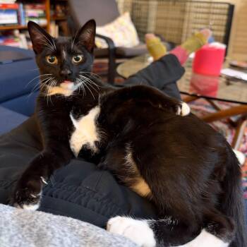 Twizzler -  Domestic Short Hair Cat for Adoption in Los Angeles, California - Twizzler | PetCurious