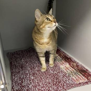 Domestic Short Hair Cats Available for Adoption in Nevada, Missouri - Arcadia | PetCurious