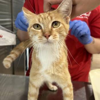 Lemon Meringue -  Domestic Short Hair Cat for Adoption in Livingston, Texas - Lemon Meringue | PetCurious