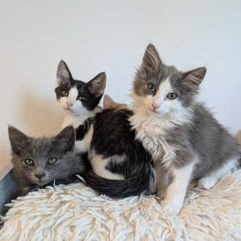 Domestic Short Hair Cats Available for Adoption in Pleasant Hill, California - A1047622 Rubble | PetCurious