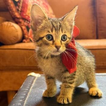 Tabby and Domestic Short Hair Cats Available for Adoption in Friendswood, Texas - Glitter Disco | PetCurious