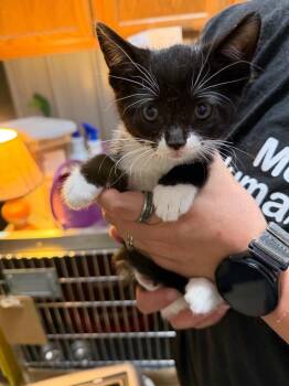 jaxon -  Domestic Short Hair Cat for Adoption in Virginia, Minnesota - Jaxon | PetCurious