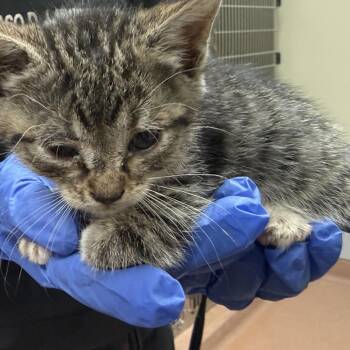 Domestic Short Hair Cats Available for Adoption in Columbus, Georgia - 4/23/2026-Stray-ApexRoad-2 | PetCurious