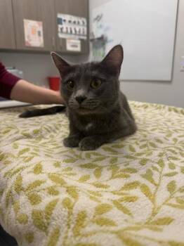Frida Kahlo -  Domestic Short Hair Cat for Adoption in Kansas City, Missouri - Frida Kahlo | PetCurious