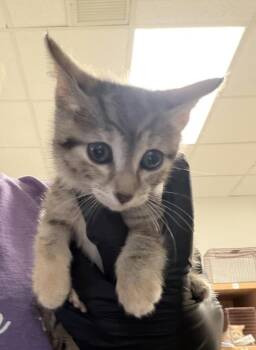 Queen -  Domestic Short Hair Cat for Adoption in Austin, Texas - Queen | PetCurious