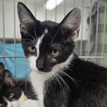 TONBERRY -  Domestic Short Hair Cat for Adoption in Easton, Maryland - TONBERRY | PetCurious