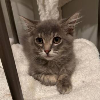 Taffy Ramishvili -  Domestic Medium Hair Cat for Adoption in Merrifield, Virginia - Taffy Ramishvili | PetCurious