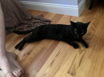 Smokey -  Domestic Short Hair Cat for Adoption in Worcester, Massachusetts - Smokey | PetCurious
