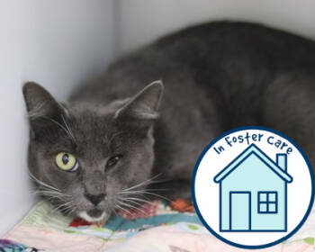 Rescue Domestic Short Hair Cats for Adoption in Walla Walla, Washington - Jackie | PetCurious