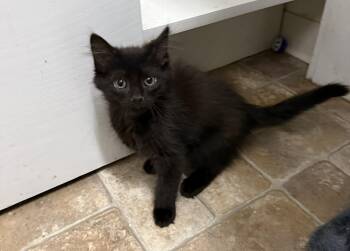 Domestic Short Hair Cats Available for Adoption in Altoona, Pennsylvania - Green Bean | PetCurious