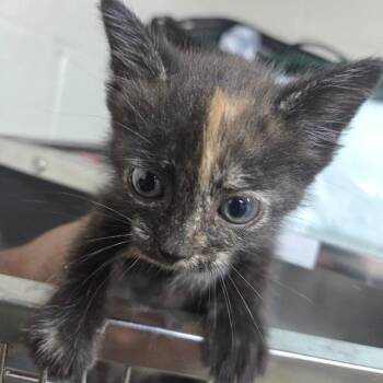 starling -  Domestic Short Hair Cat for Adoption in Madisonville, Kentucky - Starling | PetCurious
