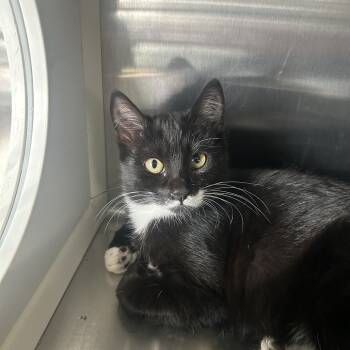 Rescue Domestic Short Hair Cats for Adoption in Washburn, Missouri - Delilah | PetCurious