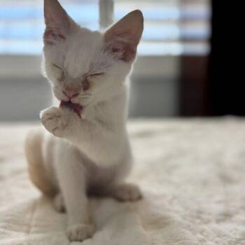 Alaska -  Domestic Medium Hair and Siamese Cat for Adoption in Coachella, California - Alaska | PetCurious