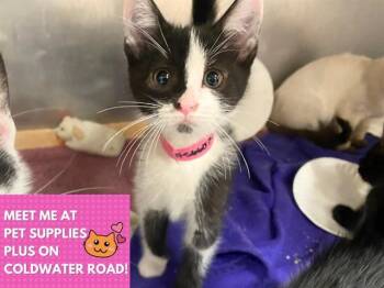 CHOCOLATE TWIST -  Domestic Short Hair Cat for Adoption in Fort Wayne, Indiana - CHOCOLATE TWIST | PetCurious