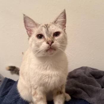 Rescue Siamese Cats for Adoption in Santa Ana, California - Lily | PetCurious