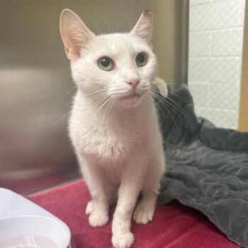 Snow White -  Domestic Short Hair Cat for Adoption in East Hanover, New Jersey - Snow White | PetCurious