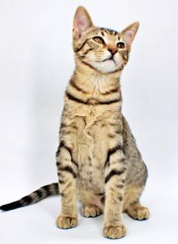 Katniss -  Domestic Short Hair Cat for Adoption in Morton Grove, Illinois - Katniss | PetCurious