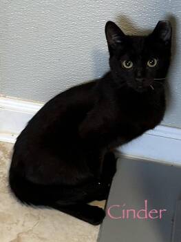 Cinder -  Domestic Medium Hair Cat for Adoption in Longwood, Florida - Cinder | PetCurious