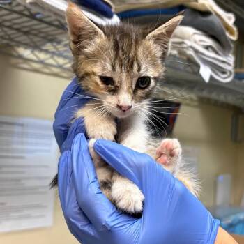 Shrugs -  Domestic Short Hair Cat for Adoption in Pasadena, California - Shrugs | PetCurious