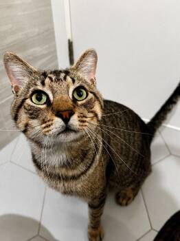 Teddy - 3 Years ( Avail 7/15) -  Domestic Short Hair Cat for Adoption in Sterling, Massachusetts - Teddy - 3 Years ( Avail 7/15) | PetCurious