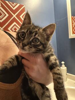 Fletcher -  Domestic Short Hair Cat for Adoption in Trenton, New Jersey - Fletcher | PetCurious
