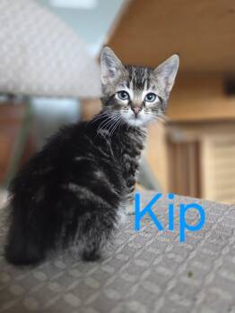 Kip -  Domestic Short Hair and Tabby Cat for Adoption in Omaha, Nebraska - Kip | PetCurious