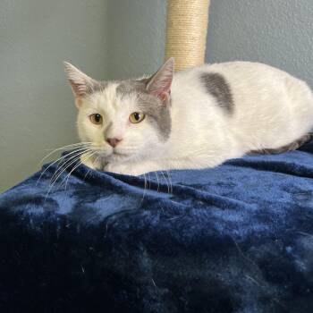 Rescue Domestic Short Hair Cats for Adoption in Newton, Illinois - Journey | PetCurious