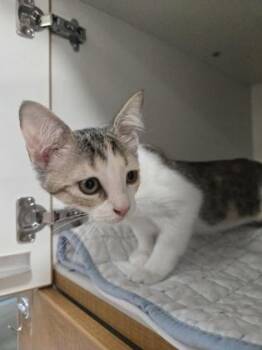 Whisper -  Domestic Short Hair Cat for Adoption in Savannah, Georgia - Whisper | PetCurious