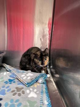 Rescue Domestic Short Hair Cats for Adoption in Marietta, Georgia - Spirit | PetCurious