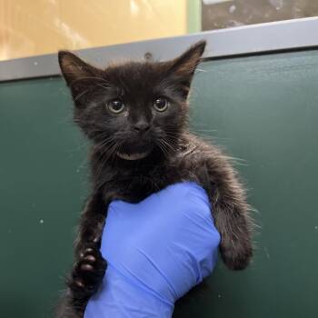 Domestic Medium Hair Cats Available for Adoption in Pasadena, California - Chungus | PetCurious